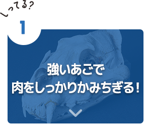 強いあごで肉をしっかりかみちぎる！
