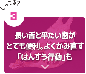 長い舌と平たい歯がとても便利。よくかみ直す「はんすう行動」も