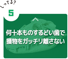 何十本ものするどい歯で獲物をガッチリ離さない