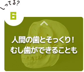 人間の歯とそっくり！むし歯ができることも