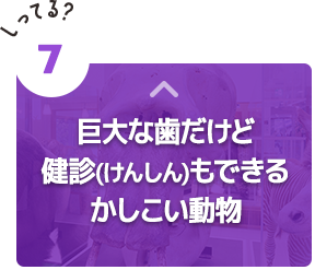 巨大な歯だけど健診もできるかしこい動物
